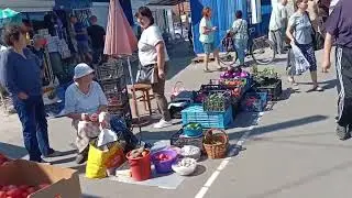 МЕРЕФА РИНОК ЦІКАВОГО ФАРФОРУ. БУДЯНСЬКИЙ ФАЯНСОВИЙ ЗАВОД. ПОРЦЕЛЯНОВИЙ ПОСУД.