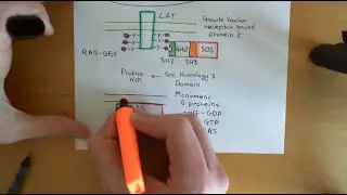 Asthma and Antiasthmatic Drugs Part 6