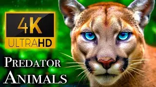 Predator Animals 4K - Meet the Predators Natures Top Hunters | Scenic Relaxation Film