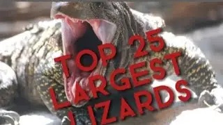 TOP 25 LARGEST LIZARDS IN THE WORLD (Special 100 subscriber)