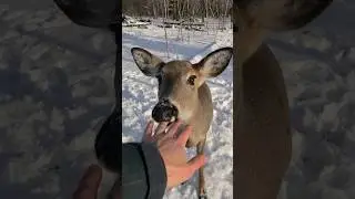 Deer Tries To Eat Me