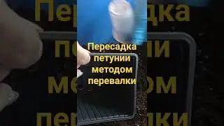 Пересадка петунии методом перевалки