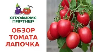 ОБЗОР ТОМАТА ЛАПОЧКА
