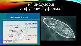 Аквариум для начинающих. Инфузория стартовый корм. Новый способ получения в домашних условиях.