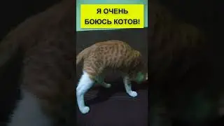 Хренеть! Интерактивная игрушка для животных заводная мышка мышь для кошек собак кусалка видео обзор