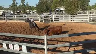 Troy Clarke & Clarke Family Ellie 2023 Liverpool Plains Campdraft Maiden A Rd1 (87)