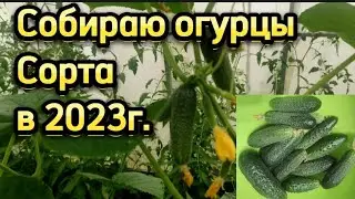 3 июля 2023 г. Огурцы, сорта.