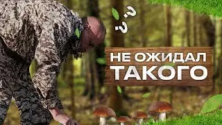 ГРИБНИК НАШЁЛ В ЛЕСУ БРУСНИЧНИК И ОБАЛДЕЛ. СОБРАЛ ПЕРВЫЕ ЯГОДЫ, ГРИБЫ И ПРИГОТОВИЛ.
