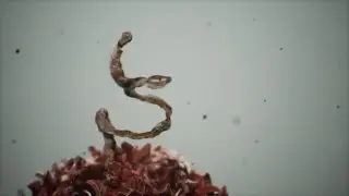 Organic Animation - Speed Art | Zbrush, C4D, Substance Painter, UE4