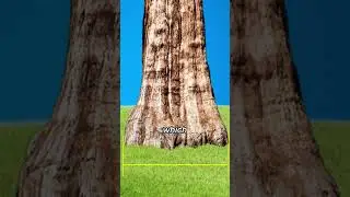 The GIGANTIC tree you must see! 