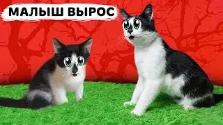 КАК РОС КОТ МАЛЫШ ! МАЛЕНЬКИЙ КОТЕНОК МАЛЫШ и МУРКА! СМЕШНЫЕ КОТЫ! ПРИКОЛЫ С КОТАМИ И БАФФИ МИЛАФФИ