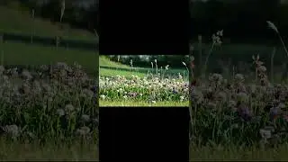 Нежная музыка для снятия стресса