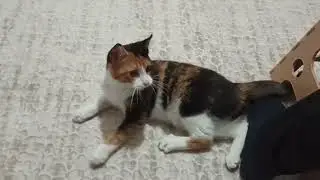 Kedinizi iple oynatarak mutlu edin :) Komik kedi iple oynuyor :) İple oyun oynamayı seven kedi :)