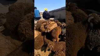 900 мингдан барака булди!