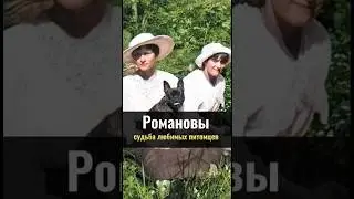 Романовы: судьба любимых питомцев царской семьи