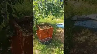 Посадил рой прямо в улей