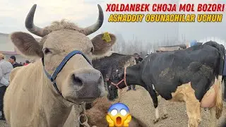Bugun Daxshat Boldi Shaxrixon Xoldanbek CHOJA Mol Bozori 😱