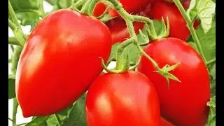 СОРТА ТОМАТОВ устойчивые К ФИТОФТОРЕ