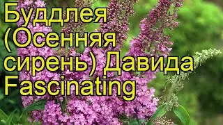 Буддлея давида Фасцинатинг. Краткий обзор, описание характеристик, где купить саженцы Fascinating