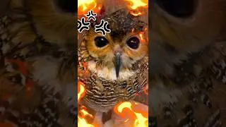 Bibib the Owl is Angry and Full of Revenge!😤😡🦉