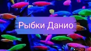 Рыбки ДАНИО и ВСЕ о них! | РАЗНОЦВЕТНЫЕ ДАНИО | Данио рерио | Данио Glofish | Pets