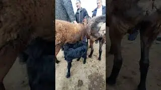 Карши мол бозор