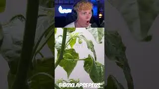 Seed to Hot Pepper TimeLapse! 😱