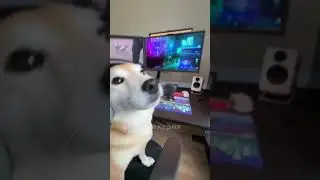 A gamer dog