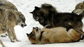 That's what happens when a Wolf challenges an Alpha! How the Wolf Pack punishes its own.