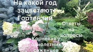 НА КАКОЙ ГОД ЗАЦВЕТАЮТ ГОРТЕНЗИИ.Ответы на вопросы. Показываю корневую у однолетних саженцев.