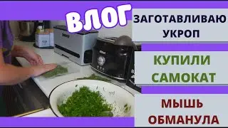 ✅Заготавливаю укроп на зиму🟢Мышь обманула кошку🟢Купили электросамокат🟢ВЛОГ 