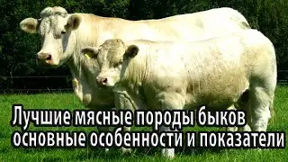 Лучшие мясные породы быков основные особенности и показатели продуктивности