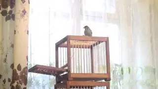 Traps for birds in action