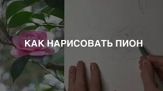 Как рисовать пион