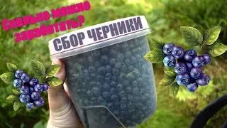 СБОР И ПРОДАЖА ЧЕРНИКИ | ЧЕРНИЧНЫЙ БИЗНЕС ( 1 часть )