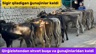 Qirğizistondan shvet ğunajinlar buqalar 94.624.70.70 optim joyidan sõraganlarga kech qolmang
