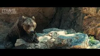Amazing Animals & Wildlife Nature Video | TPG (4k)