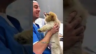 День в груминг-салоне: все шаблонно сегодня🫠 