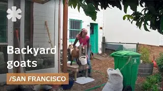 Urban goats for organic raw milk in a San Francisco backyard