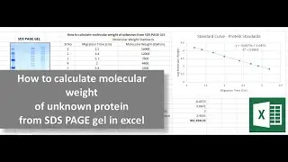 How to calculate molecular weight of unknown protein from SDS PAGE gel in excel