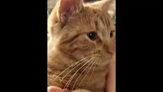 Наш котенок взрослеет и обживается.