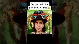 CEL MAI PERICULOS PĂIANJEN DIN LUME