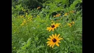 Our native plant pollinator garden: Year one
