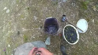 Собираю чернику ГРАБЛЯМИ / Встретил гадюку / Норд и корневой зверь / ЯГОДЫ КАРЕЛИИ