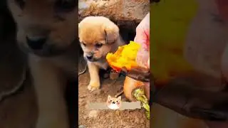 A puppy eating a grilled sweet potatoes. A beautiful moment #5978 - #shorts,#dog,#animals video