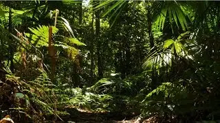 XPRIZE RAINFOREST