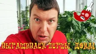 Как вырастить острый перец дома? # 21 - На перцы напала тля!