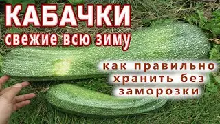 КАБАЧКИ СВЕЖИЕ ВСЮ ЗИМУ БЕЗ ЗАМОРОЗКИ!🌞САМЫЙ ПРАВИЛЬНЫЙ СПОСОБ ХРАНЕНИЯ КАБАЧКОВ!