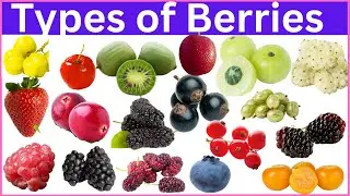 List of all Berries ll Learn All Berry Names in English with Pictures