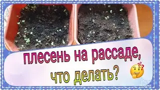 Как убрать плесень с рассады, простой и быстрый способ